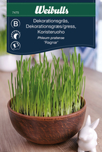 Frö Dekorationsgräs 'Ragnar' Weibulls